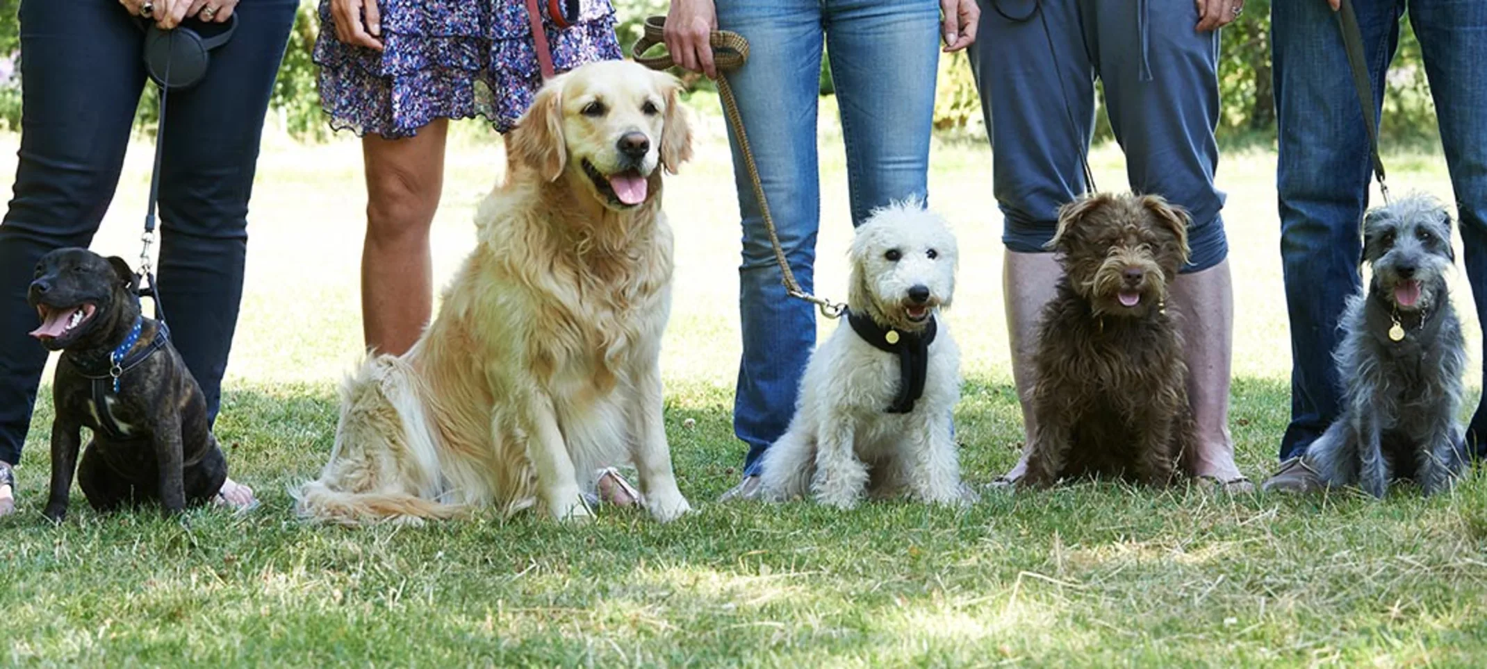 Dogs sitting in a line with their owners holding their leashes 